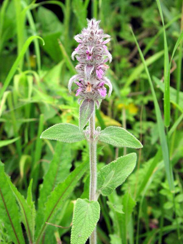 Image of Downy woundwort