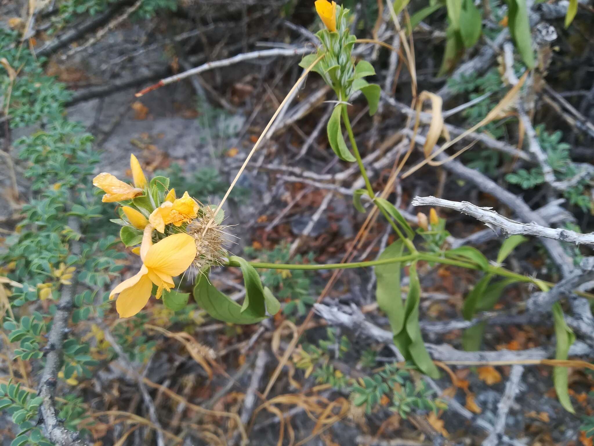 Image of Barleria senensis Klotzsch