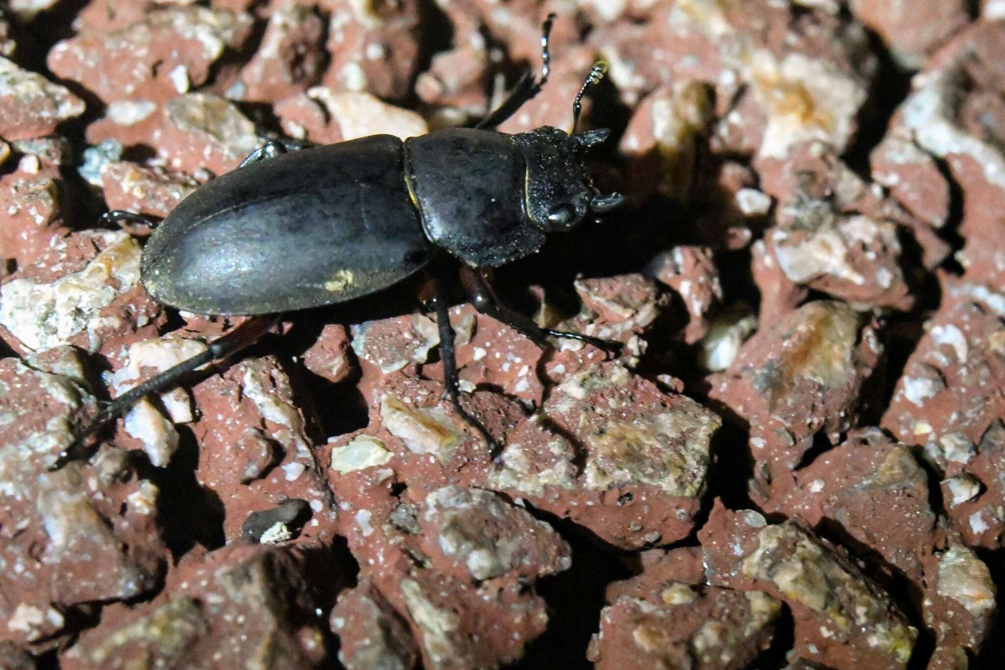 Image of Dorcus rubrofemoratus chenpengi (Li 1992)