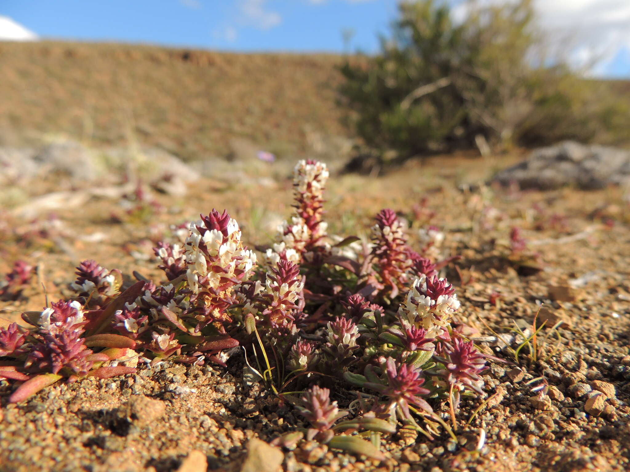 صورة Hebenstretia neglecta H. Roessler