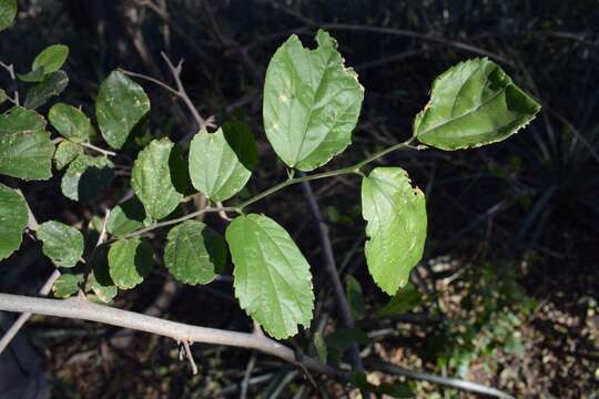 Image of <i>Celtis chichape</i>