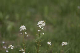 Imagem de Lysimachia candida Lindl.