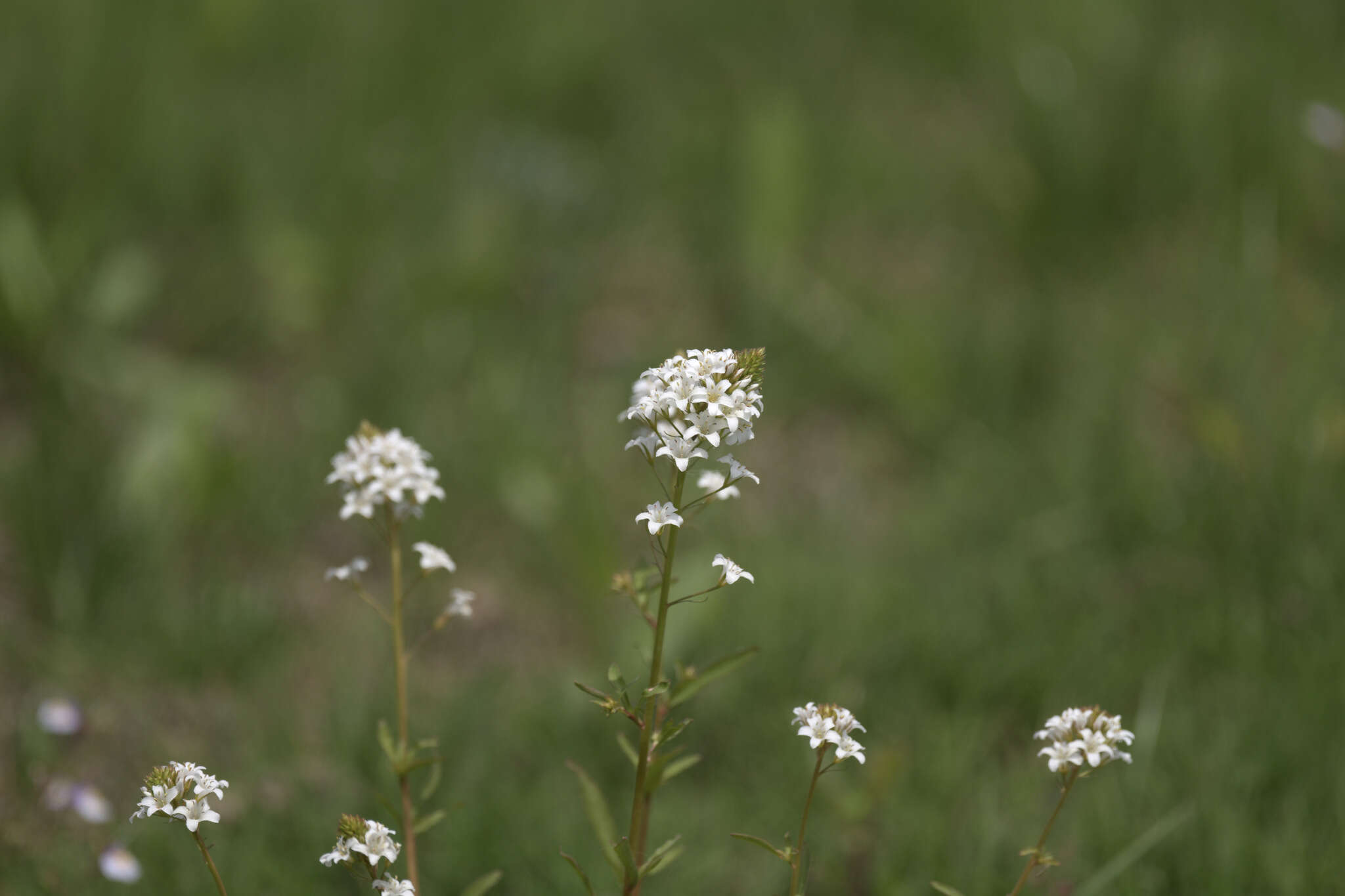 Image of Lysimachia candida Lindl.