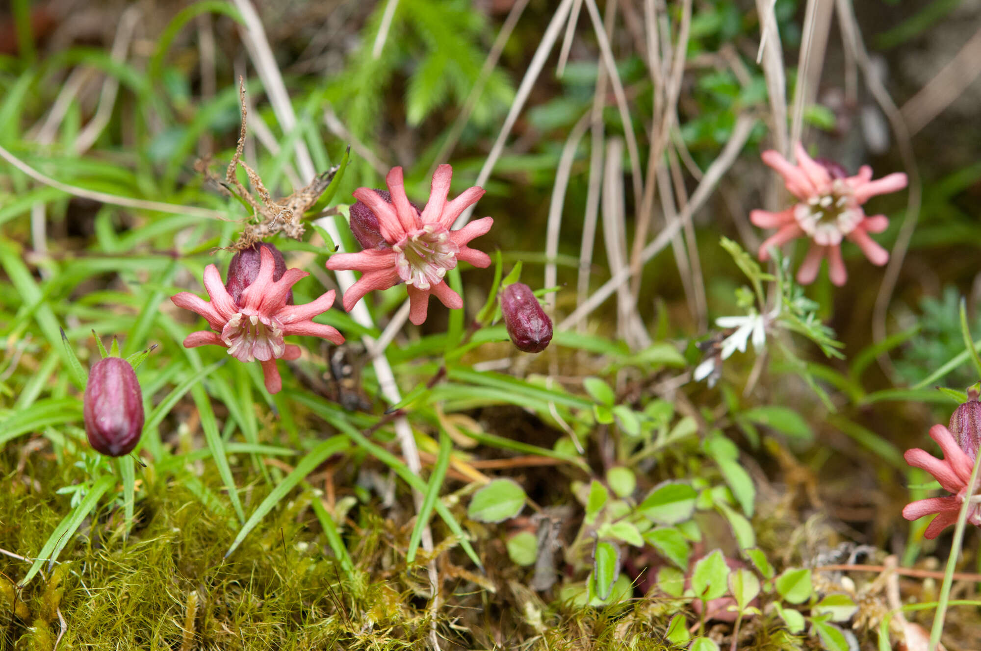 Image of Silene morrisonmontana (Hayata) Ohwi & H. Ohashi