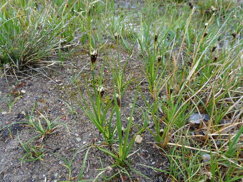 Imagem de Juncus castaneus Sm.