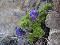 Image of featherleaf kittentails