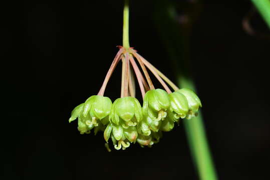 Image de Smilax elongatoumbellata Hayata