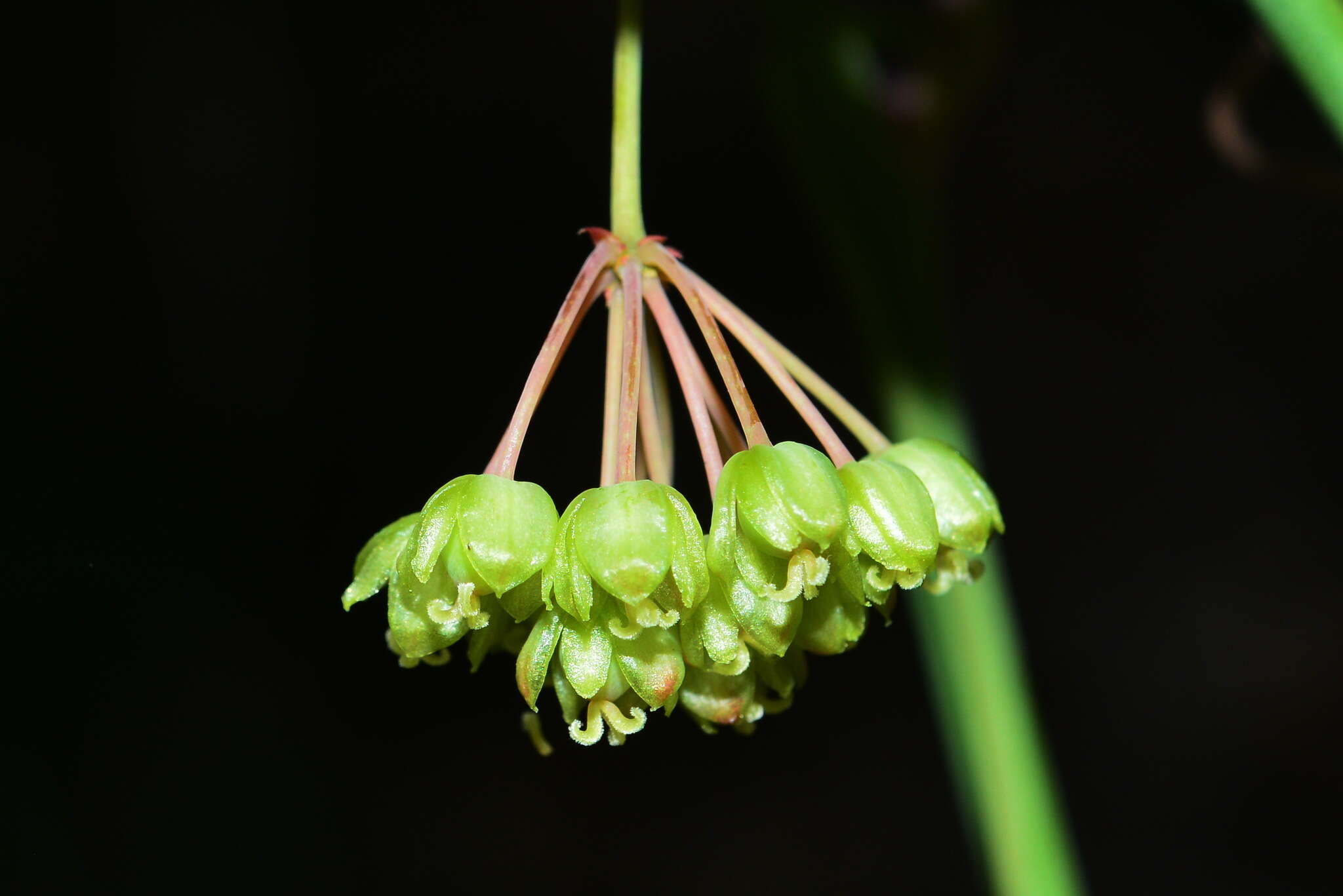 Image of Smilax elongatoumbellata Hayata