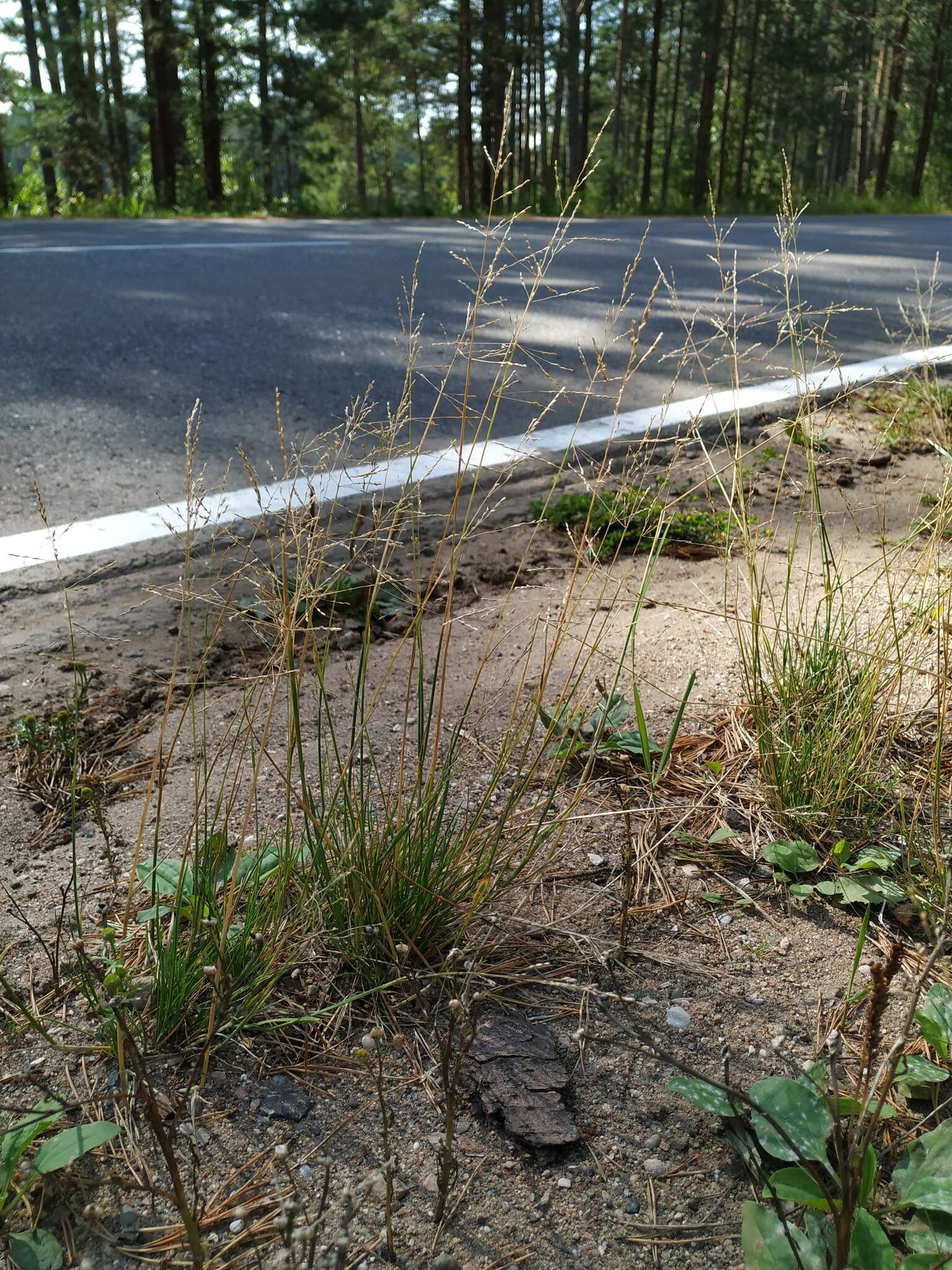 Image of Weeping alkali grass