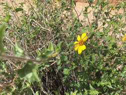 صورة Bahiopsis parishii (Greene) E. E. Schilling & Panero