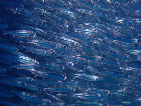 Image of Red Sea hardyhead silverside