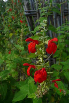 Imagem de Salvia incertae sedis