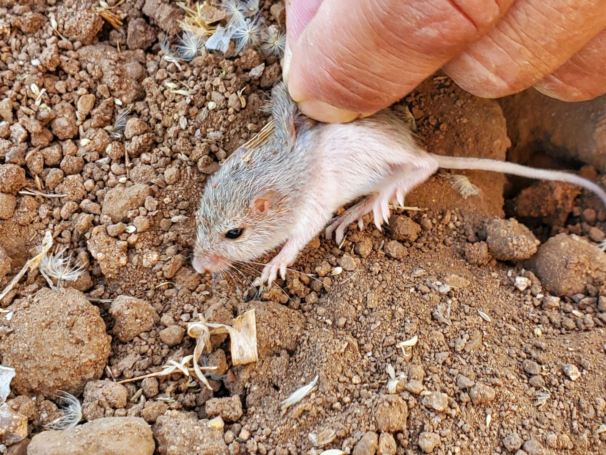 Plancia ëd Chaetodipus pernix (J. A. Allen 1898)