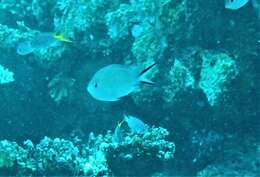 Image of Ternate chromis