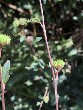 Urena procumbens L.的圖片