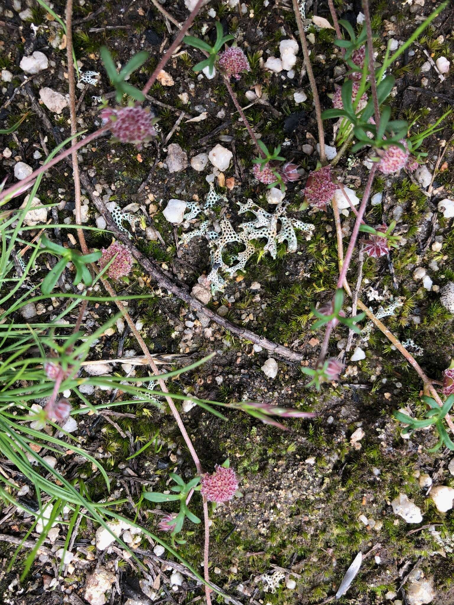 Imagem de Actinotus gibbonsii F. Müll.