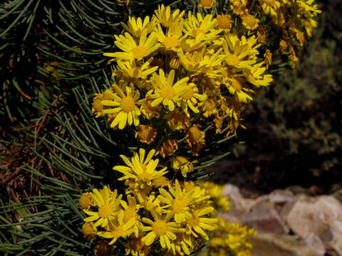 Image of Euryops tenuissimus (L.) Less.