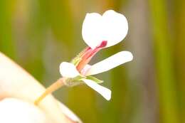 Image of Pelargonium setulosum Turcz.