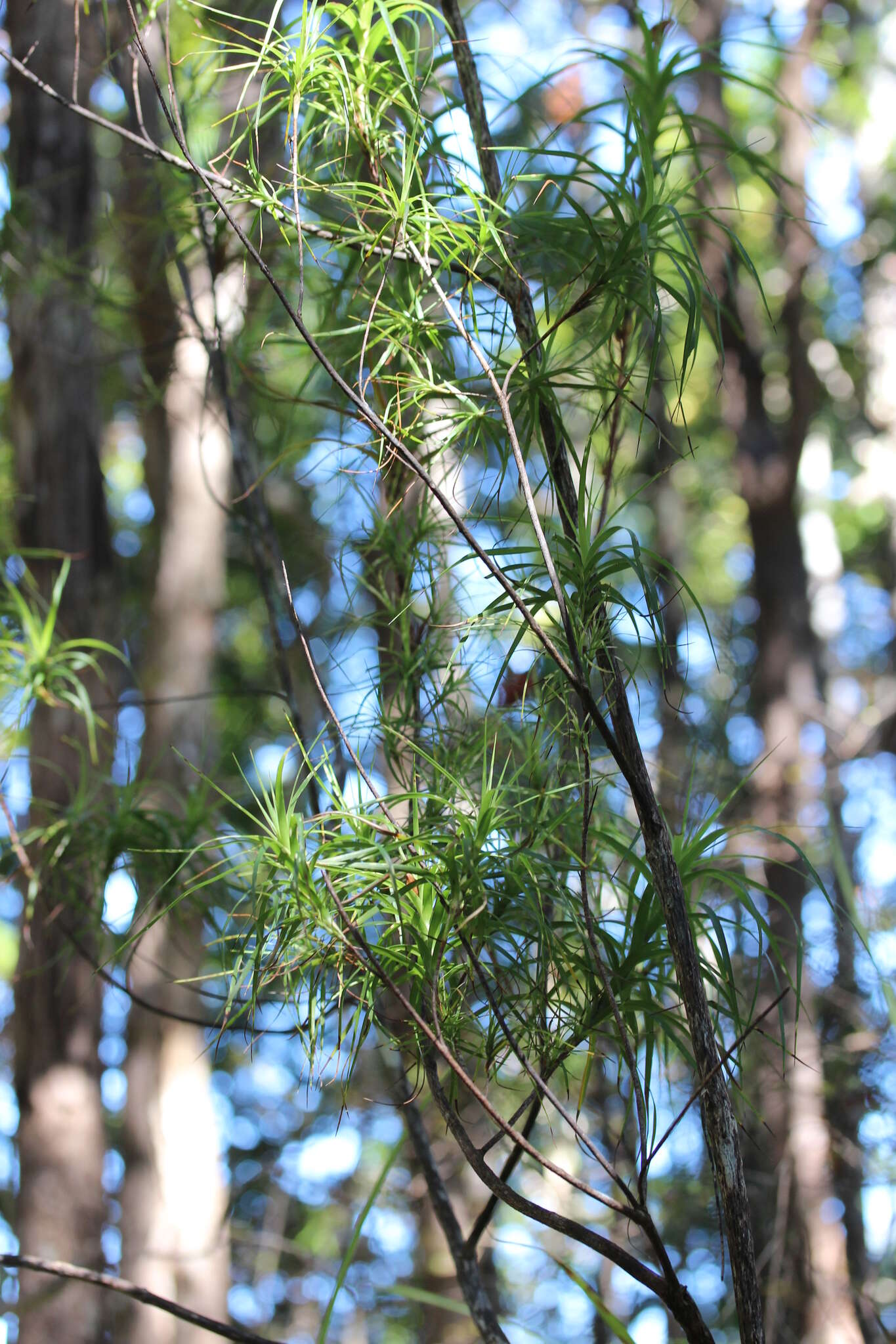 Image de Dracophyllum sinclairii Cheeseman