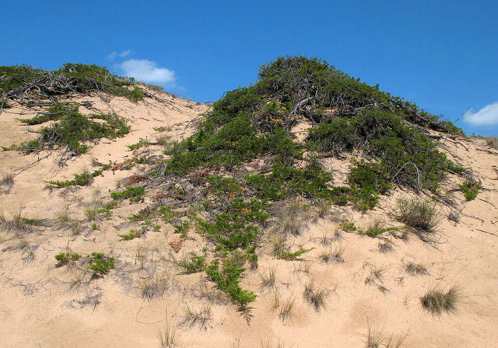 Image of Savin Juniper