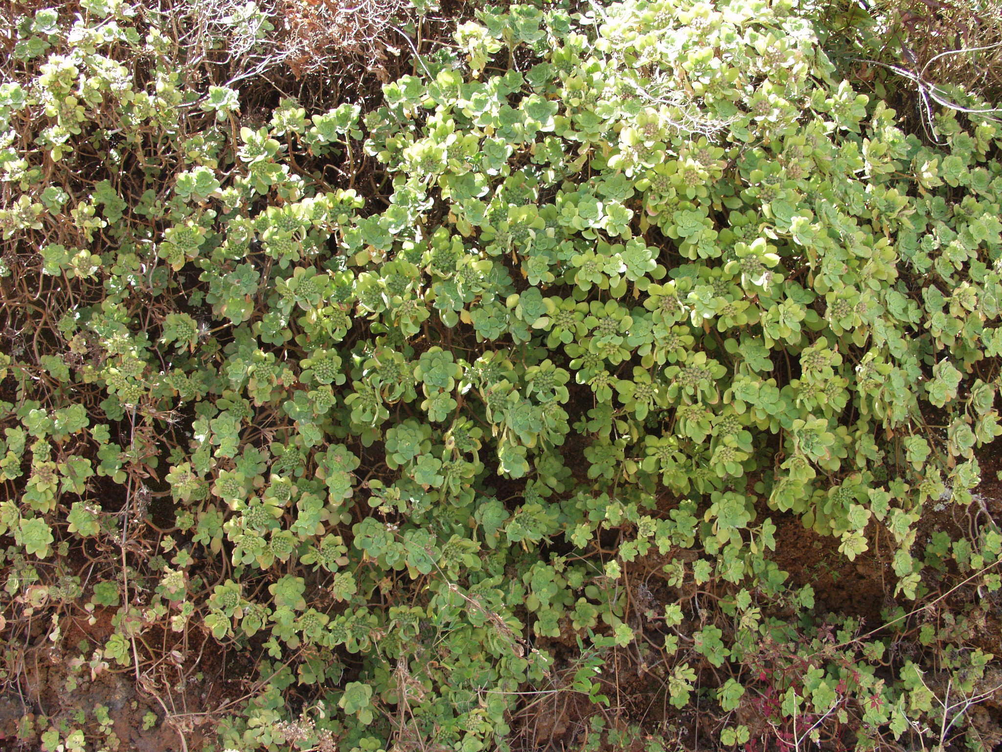 Image of Aeonium goochiae Webb. & Berth.