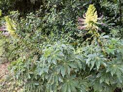 Image of Cleome glandulosa Ruiz & Pav. ex DC.