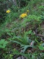 Слика од Scorzonera glabra Rupr.