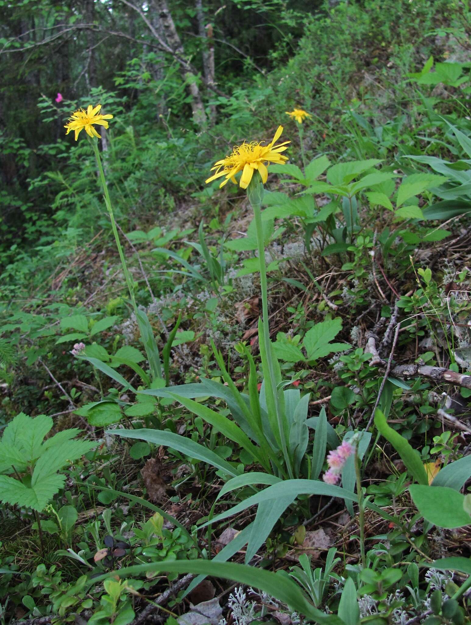 Слика од Scorzonera glabra Rupr.