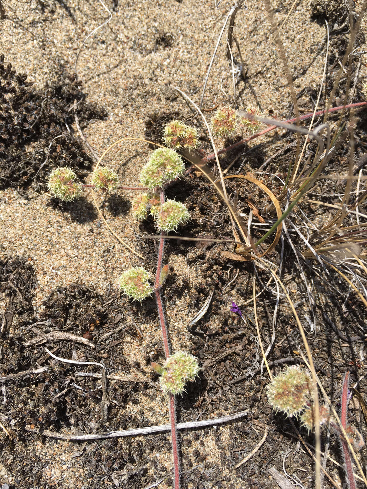 Image of San Francisco spineflower