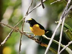 Image of Orange-bellied Euphonia