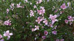 Image of Cyanothamnus coerulescens subsp. coerulescens