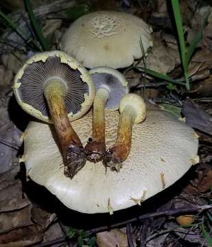 Image of Leratiomyces riparius (A. H. Sm.) Redhead 2014