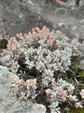 Imagem de Oscularia piquetbergensis (L. Bol.) H. E. K. Hartm.