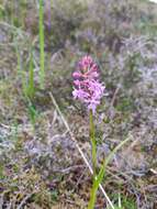 Gymnadenia borealis (Druce) R. M. Bateman, Pridgeon & M. W. Chase的圖片