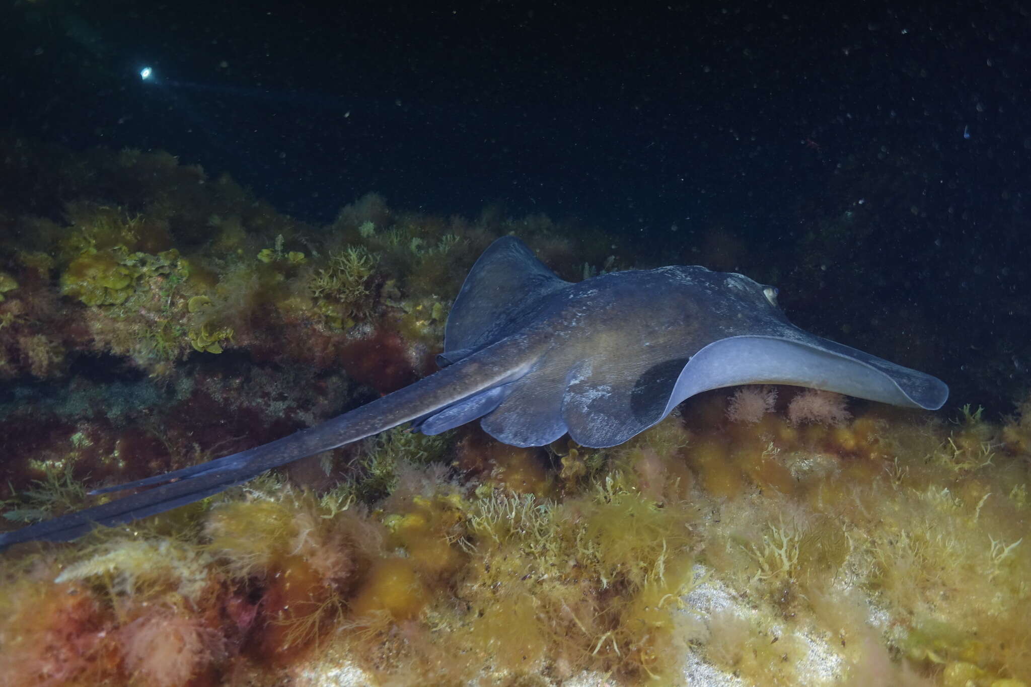 Image of round fantail stingray