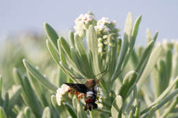 Image of Tantalus Sphinx