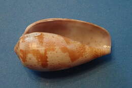 Image of tulip cone