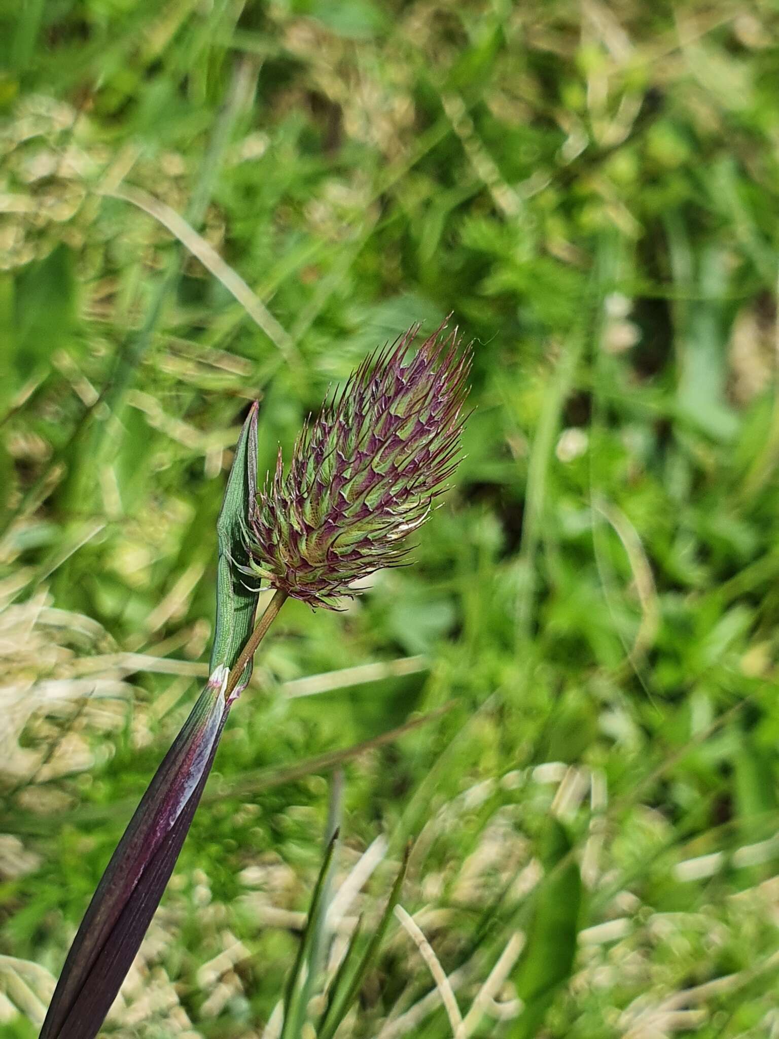 Image of Phleum alpinum subsp. alpinum