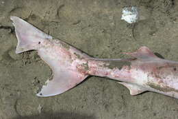 Image of Galeorhinus