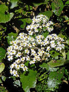 Olearia rani var. colorata (Colenso) Kirk resmi