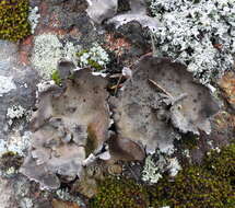 Image of Nylander's navel lichen