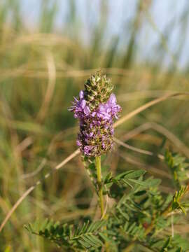 Plancia ëd Dalea foliosa (A. Gray) Barneby