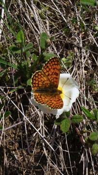 Image of <i>Melitaea parthenoides</i>