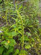 Image of Platanthera chorisiana var. elata Finet