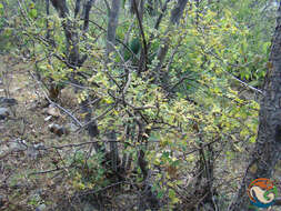 Image de Bursera linanoe (La Llave) Rzed., Calderón & Medina