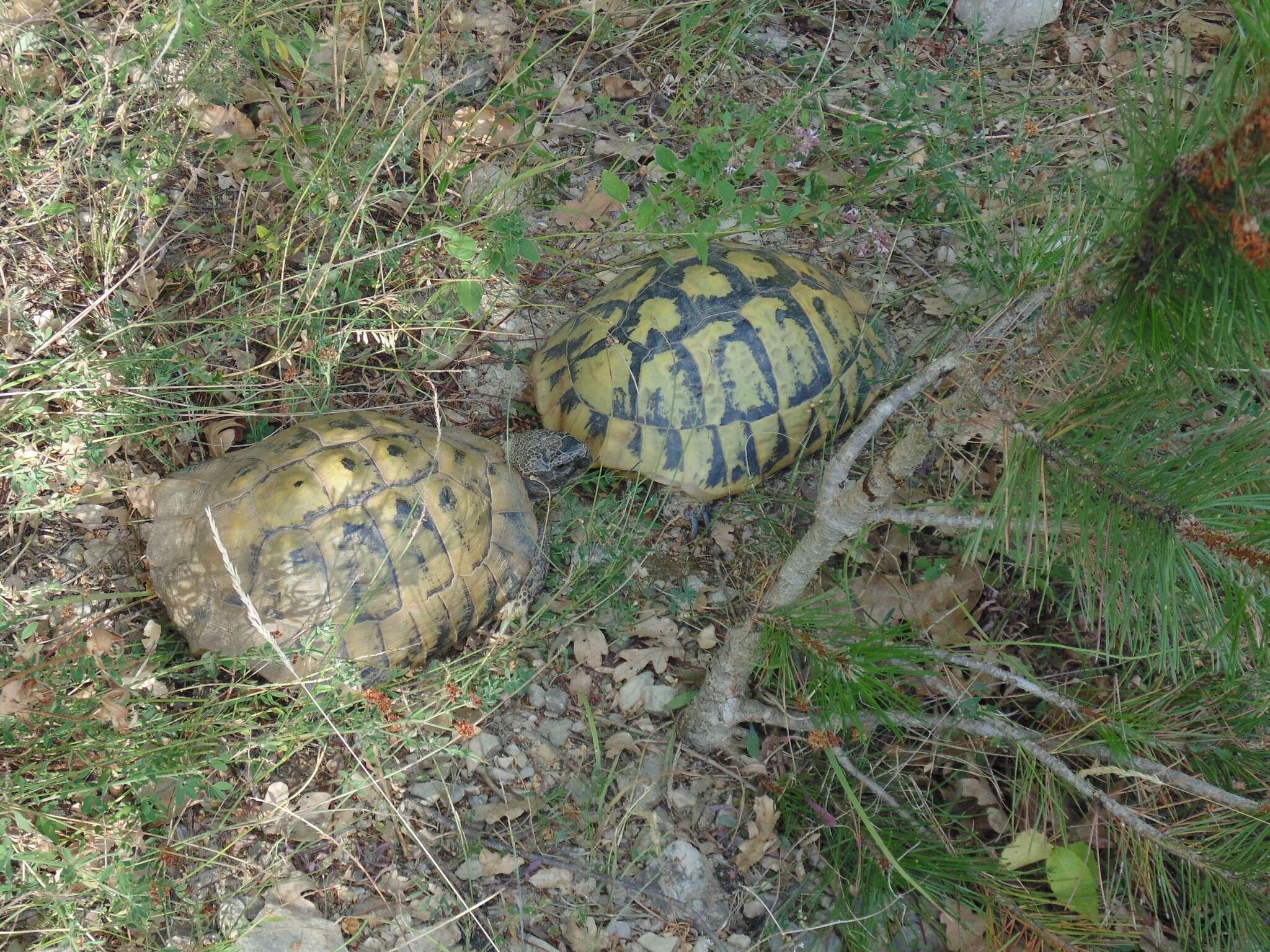 Imagem de Testudo hermanni Gmelin 1789