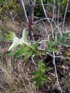 Image of Turkey Oak