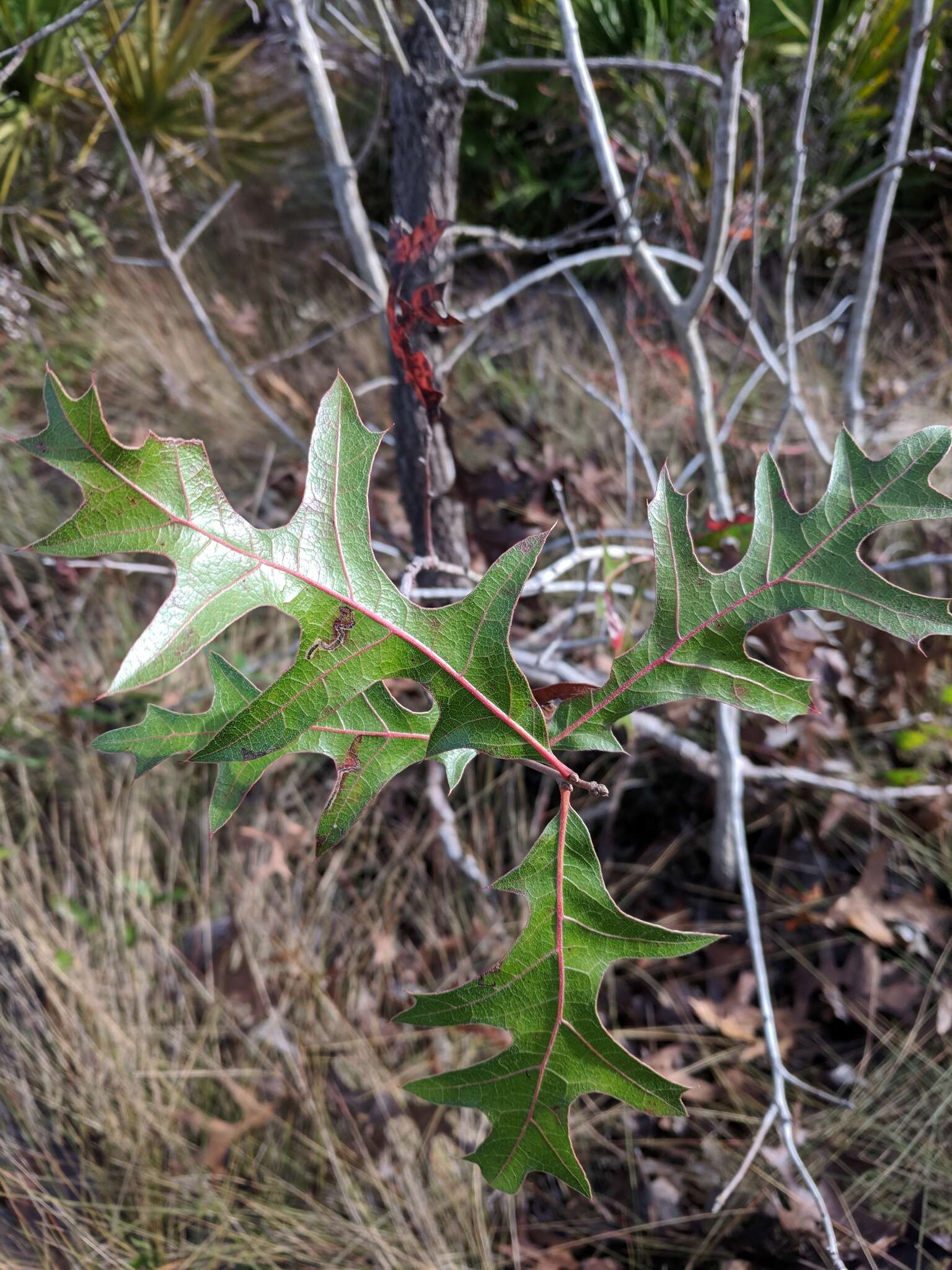 Image of Turkey Oak