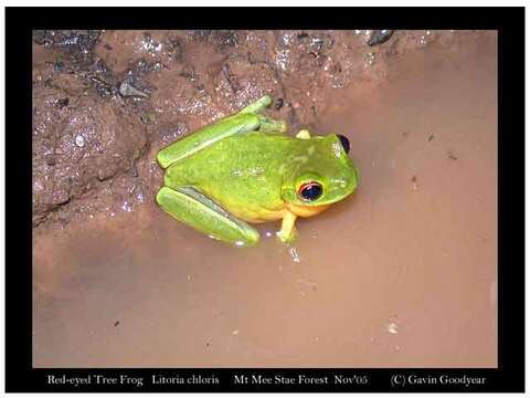 Image of Red-eyed Green Treefrog