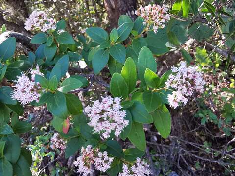 Image of Ageratina ligustrina (DC.) R. King & H. Rob.